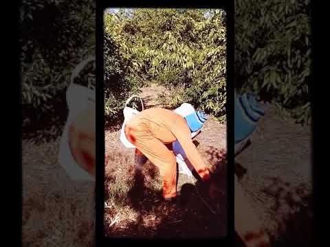 Como Montar  um bergue de laranja ????Everton gravacoes