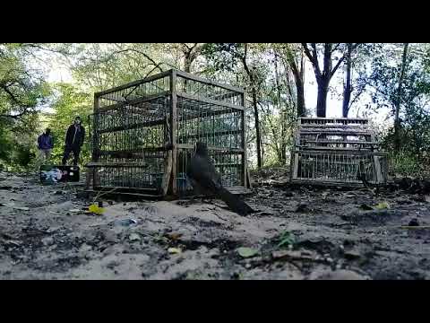 &quot;Caza&quot; de chiviro