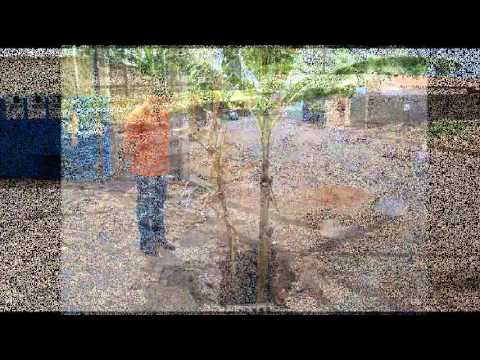 Thumbnail for Senhor Prefeito. Buraco aqui Buraco ali, Buraco Lá.