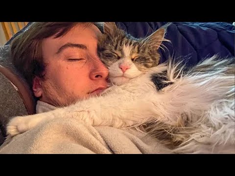Thumbnail for Cute CATS Won't Sleep Until They Cuddles with Their Human  - Cute Cats And Owners Sleep Together