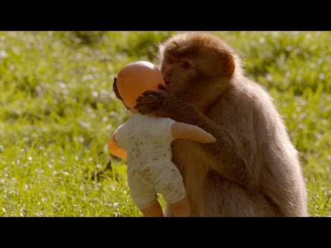 What is a monkeys favourite toy? - Horizon: Is your Brain Male or Female - BBC