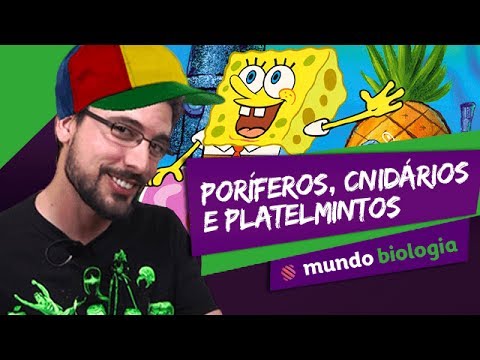 ???? Zoologia (1/6): Poríferos, Cnidários e Platelmintos - Biologia - ENEM