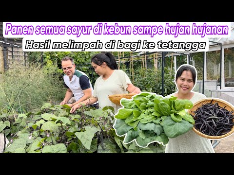 PANEN SEMUA SAYUR DI KEBUN SAMPE HUJAN  HUJANAN || HASIL MELIMPAH DI BAGI KE TETANGGA