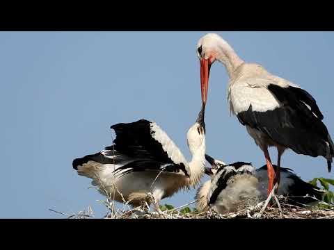 Thumbnail for Bociany poją i karmią młode* Nasze bociany 2023 *Storks are drinking and feeding their young.