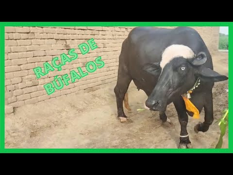 Thumbnail for Raças de Búfalos