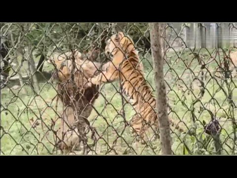 Thumbnail for 老虎與獅子發生激烈衝突打鬥The tiger and the lion had a fierce fight