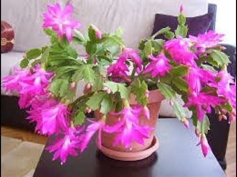 Thumbnail for YILBAŞI ÇİÇEĞİ NASIL ÇOĞALTILIR...( HOW DOES THE NEW YEAR ÇARGE BE PLAYED) ...