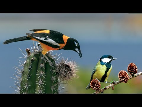 Suara Terapi Air &amp; Burung GACOR Di HUTAN | kicau Mania