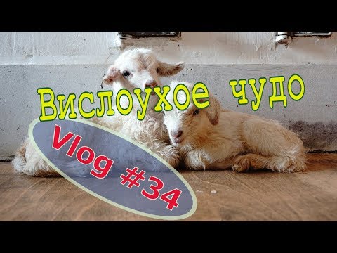 Thumbnail for Какое яйцо у кур Чешский Доминант. Вислоухое чудо. На хозяйстве не без потерь. // Юлия Артуровна