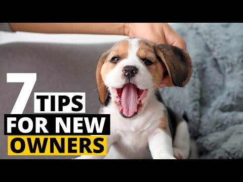 Thumbnail for 7 Important Tips for First Time Beagle Owners