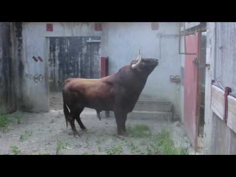 Thumbnail for Débarquement Corrida Baltasar Iban