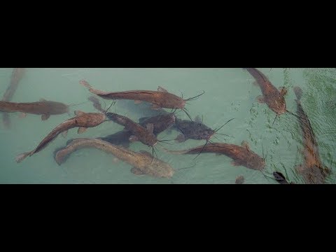 Первый&quot;горький опыт&quot;.Африканский сом.