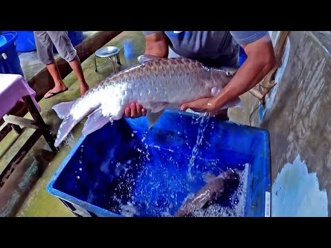 Thumbnail for Empurau production at LTT Aquaculture