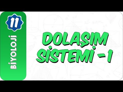11. Sınıf Biyoloji | Dolaşım Sistemi- 1