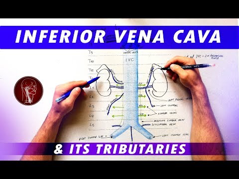Thumbnail for Inferior Vena Cava and its tributaries - Anatomy Tutorial
