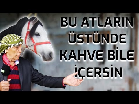 Thumbnail for GÖNÜLDEN BAĞLI BİR SEVDA RAHVAN ATÇILIĞI | RAHVAN ATLARI
