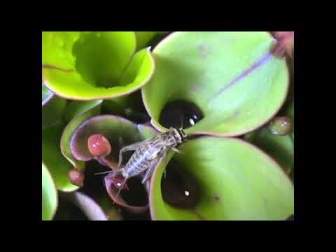 Like walking across a minefield of killer leaves. https://www.hungryflytraps.com/