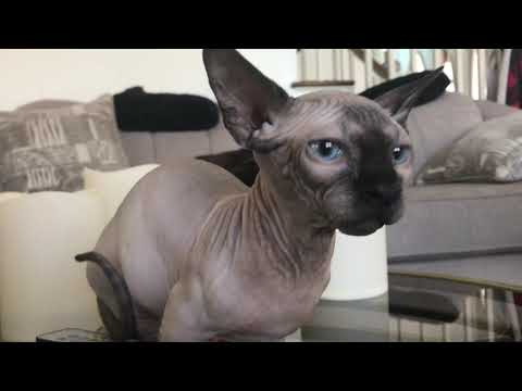 sphinx kitty and dog