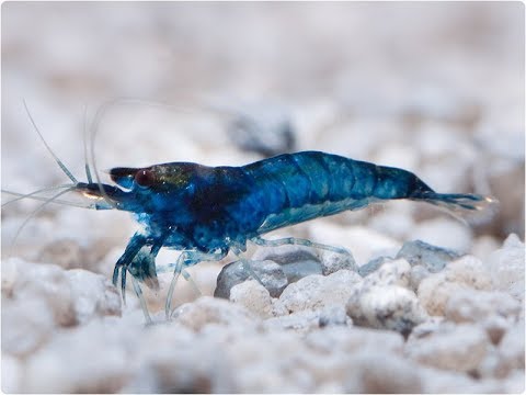 Обзор и советы по разведению креветки Blue Dreams