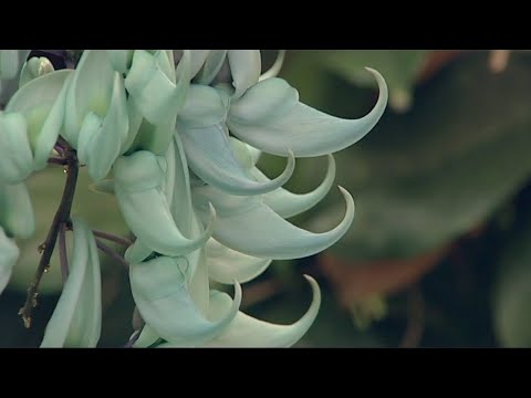 Plantas com Histórias - Trepadeiras