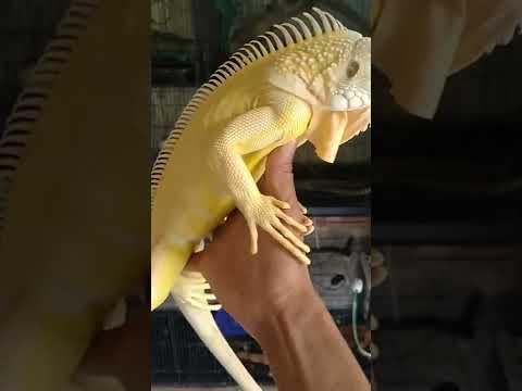 Thumbnail for albino iguana kontesan mulus spike tebal kencang dan rapih size 120 cm