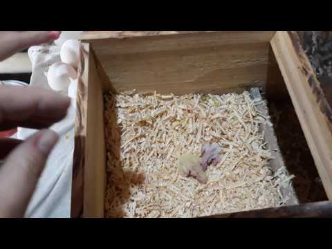 COMO AJUDAR OS PAIS TRATAREM DOS FILHOTES DE CALOPSITA EM UMA GRANDE NINHADA