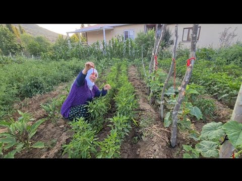 MUTLUYUM ???? KÖYDE BİZE  YAPAMAZSINIZ DEDİLER İLK BİZ ÇIKARDIK | İZMİRE DÖNÜŞ | BAHÇEYE ALLAH BAKACAK