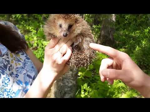 Thumbnail for Спасли ёжика. Пушистик.
