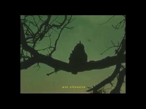 Oh'laville - Primitivos (Audio Oficial)