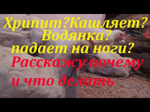 Водянка,хрипы и кашель,падают на ноги.Болезни бройлеров.Что делать и почему произошло