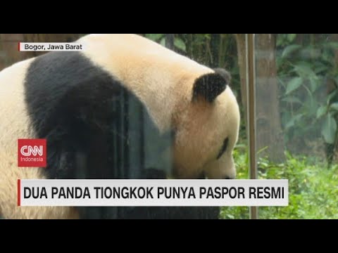 Thumbnail for Dua Panda Tiongkok Punya Paspor Resmi