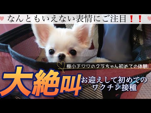 初めての注射に大絶叫のクラちゃん なんともいえない表情にご注目❗️❗️【極小チワワのクラちゃん初めての体験】