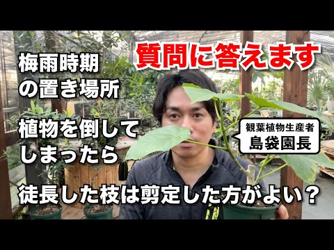 質問に答えます!「梅雨時期の置き場所」「植物を倒してしまったら」「徒長の枝は切る?」