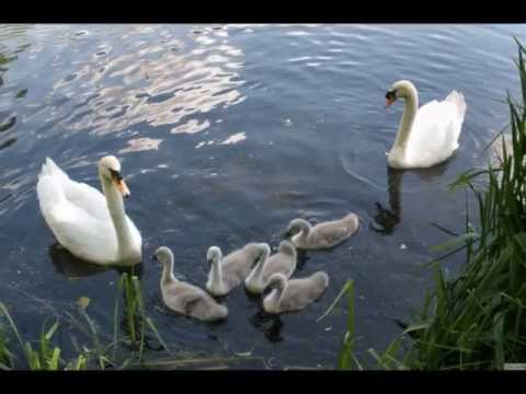 Thumbnail for ЛЕБЕДИ ЛЕТЯТ.  Ион Суручану.wmv