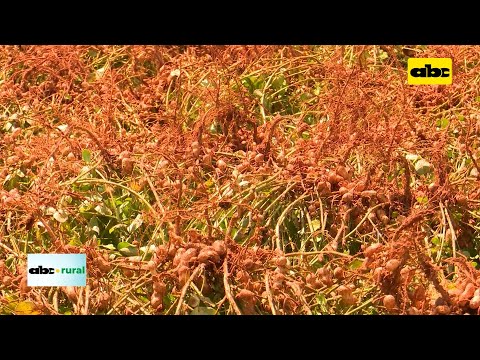 Importancia del uso de boro en el cultivo de maní