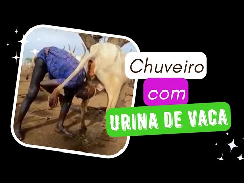 Chuveiro com urina de vaca | corte Wode Maya