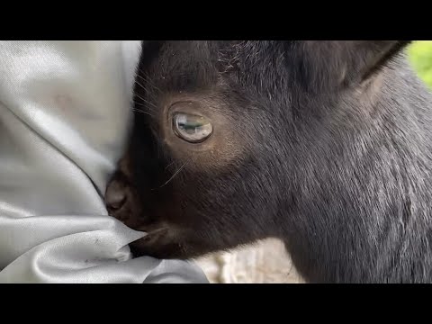 服を噛む子ヤギとダッシュで帰宅する親ヤギ【ペット】【動物】【癒し】