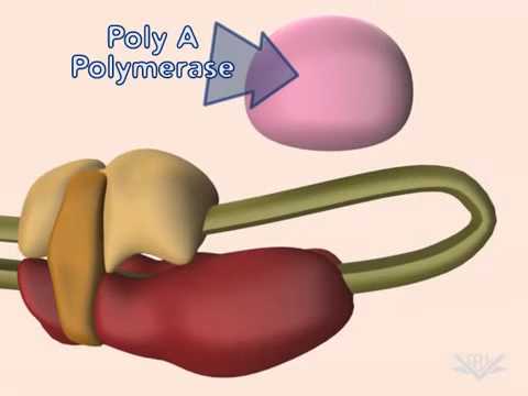 Thumbnail for mRNA 5 prime cap and poly-A tail