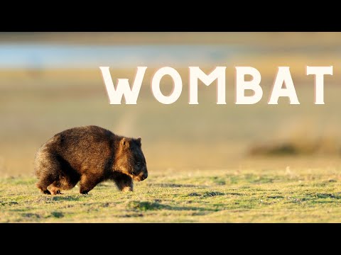 ヒメウォンバット - 四角いウンチをする世界最大の穴掘り動物