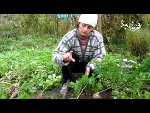 Корневой сельдерей. Сайт "Садовый мир"