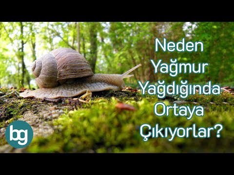 Yağmur Yağdığında Neden Salyangozlar Ortaya Çıkıyor?
