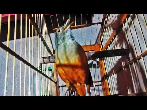 Thumbnail for Sabiá Laranjeira Piedade Senhor Melodia Original - Para Ensinar filhotes #PássaroseCantosOficial