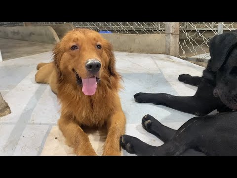 貪玩狗狗頻繁逃出犬舍,爲毛孩們安全考慮,加裝柵欄刻不容緩