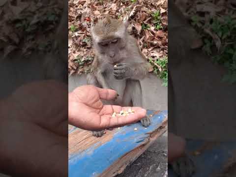 nyet duduk santai dot maem #monkey