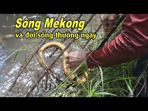 Mekong mùa nước nổi và cuộc sống thường ngày
