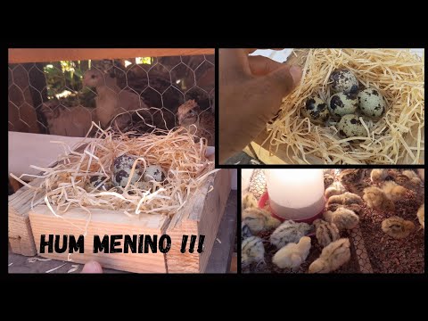 Thumbnail for Minha Codorna Gigante ira Chocar ???será ? sera muita Sorte- vou testar Já @TILAPIAMinhaVida