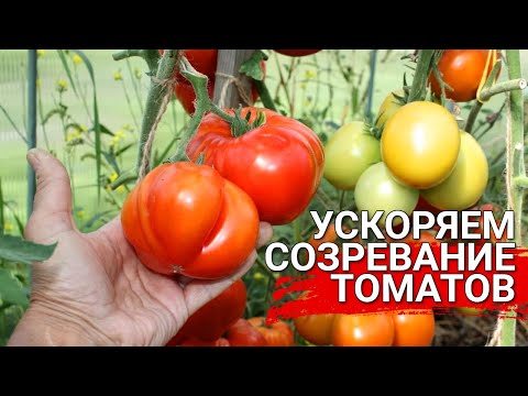 Томаты не зреют? Чем помочь?