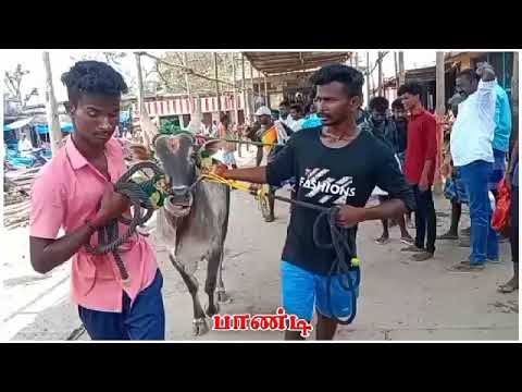 Thumbnail for ????பாண்டி????#jallikattu #love #animals #jallikattukalai #cow #jallikattupalamedu #jallikattutraining