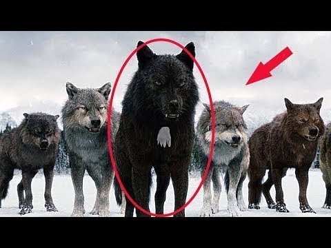 Thumbnail for Göğsünde Beyaz Nokta Olan Kurtlara Avcılar İşte Bu Yüzden Dokunmuyor