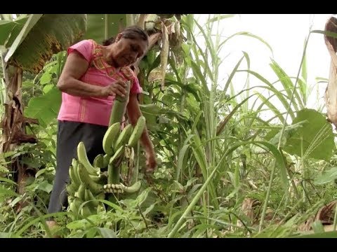 Thumbnail for Yovegami Ascona, historia de éxito de Hazlo en Corto de Fundación BBVA México